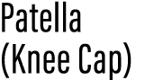 Patella (Knee Cap)