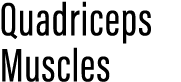 Quadriceps Muscles