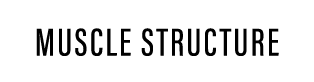 MUSCLE STRUCTURE