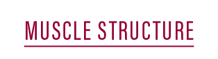 MUSCLE STRUCTURE