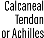 Calcaneal Tendon or Achilles