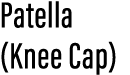 Patella (Knee Cap)