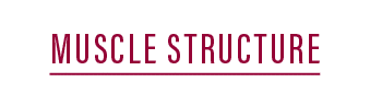 MUSCLE STRUCTURE