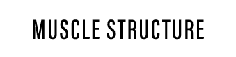 MUSCLE STRUCTURE