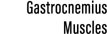 Gastrocnemius Muscles