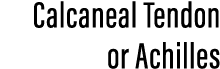 Calcaneal Tendon or Achilles